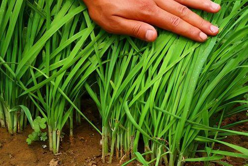 美国割韭菜爆料视频播放,视频爆料揭示惊人内幕